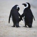 pinguini-innamorati-coppia